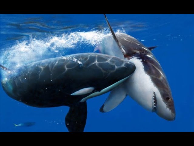 シャチvsサメどちらが最強 骨格や知能を画像と動画を使って比較してみました Odm Com