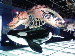 シャチvsサメどちらが最強 骨格や知能を画像と動画を使って比較してみました Odm Com